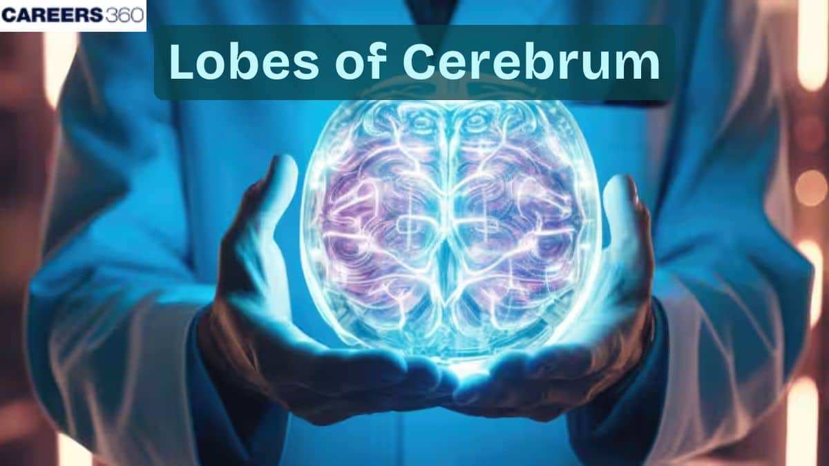Lobes of Cerebrum: Definition, Diagram, Function, Structure, Topics